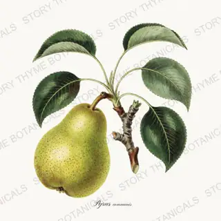 Pear — vintage botanical Kitchen & Orchard print on a white background