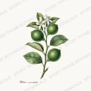 Lime — vintage botanical Kitchen & Orchard print on a white background