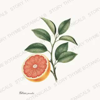 Grapefruit — vintage botanical Kitchen & Orchard print on a white background