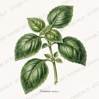 Basil — vintage botanical Kitchen & Orchard print on a white background