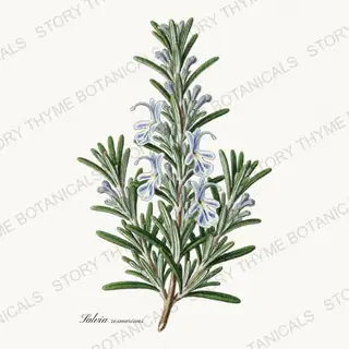 Rosemary — vintage botanical Kitchen & Orchard print on a white background