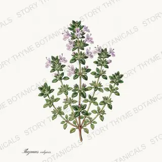 Thyme — vintage botanical Kitchen & Orchard print on a white background