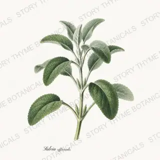 Sage — vintage botanical Kitchen & Orchard print on a white background