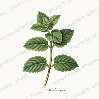 Peppermint — vintage botanical Kitchen & Orchard print on a white background