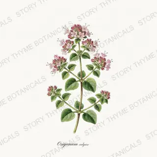 Oregano — vintage botanical Kitchen & Orchard print on a white background