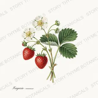 Strawberry — vintage botanical Kitchen & Orchard print on a white background