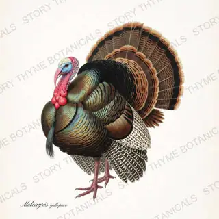 Wild Turkey — vintage botanical The Lodge Collection Vol. 2 print on a white background