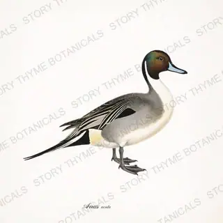 Northern Pintail — vintage botanical The Lodge Collection Vol. 2 print on a white background