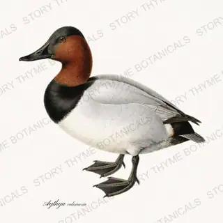 Canvasback — vintage botanical The Lodge Collection Vol. 2 print on a white background