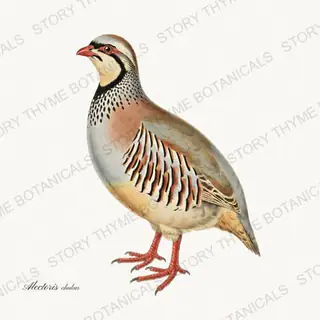 Chukar Partridge — vintage botanical The Lodge Collection Vol. 2 print on a white background