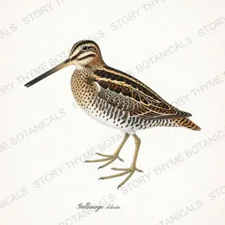 Wilsons Snipe — vintage botanical The Lodge Collection Vol. 2 print on a white background