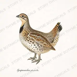 Sharp Tailed Grouse — vintage botanical The Lodge Collection Vol. 2 print on a white background