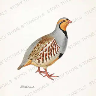 Grey Partridge — vintage botanical The Lodge Collection Vol. 2 print on a white background