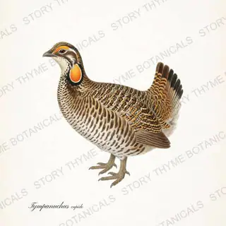 Prairie Chicken — vintage botanical The Lodge Collection Vol. 2 print on a white background