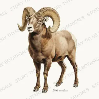 Bighorn Ram — vintage botanical The Lodge Collection Vol. 2 print on a white background