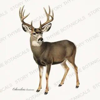Mule Deer Buck — vintage botanical The Lodge Collection Vol. 2 print on a white background