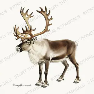 Caribou Bull — vintage botanical The Lodge Collection Vol. 2 print on a white background