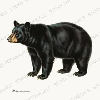 Black Bear — vintage botanical The Lodge Collection Vol. 2 print on a white background