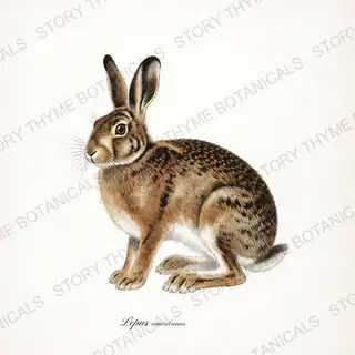 Snowshoe Hare — vintage botanical The Lodge Collection Vol. 2 print on a white background