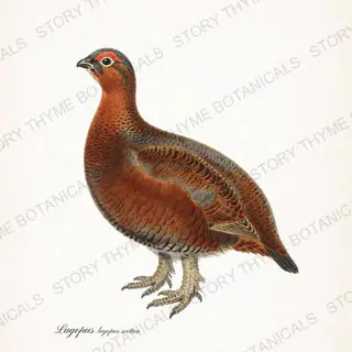 Red Grouse — vintage botanical The Lodge Collection Vol. 3 print on a white background