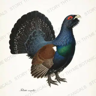 Capercaillie — vintage botanical The Lodge Collection Vol. 3 print on a white background