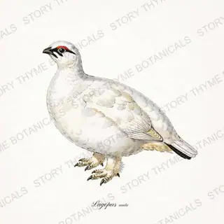 Rock Ptarmigan — vintage botanical The Lodge Collection Vol. 3 print on a white background