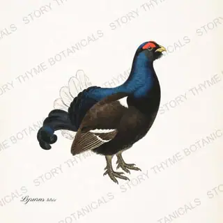 Black Grouse — vintage botanical The Lodge Collection Vol. 3 print on a white background