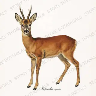 Roe Deer — vintage botanical The Lodge Collection Vol. 3 print on a white background