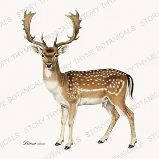 Fallow Deer — vintage botanical The Lodge Collection Vol. 3 print on a white background
