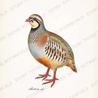 Red Legged Partridge — vintage botanical The Lodge Collection Vol. 3 print on a white background