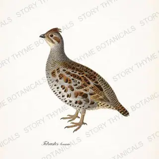 Hazel Grouse — vintage botanical The Lodge Collection Vol. 3 print on a white background