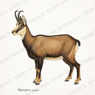 Chamois — vintage botanical The Lodge Collection Vol. 3 print on a white background