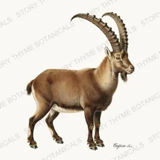 Alpine Ibex — vintage botanical The Lodge Collection Vol. 3 print on a white background