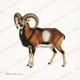 Mouflon — vintage botanical The Lodge Collection Vol. 3 print on a white background