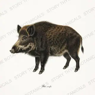 Wild Boar — vintage botanical The Lodge Collection Vol. 3 print on a white background