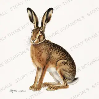 European Hare — vintage botanical The Lodge Collection Vol. 3 print on a white background
