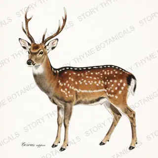 Sika Deer — vintage botanical The Lodge Collection Vol. 3 print on a white background