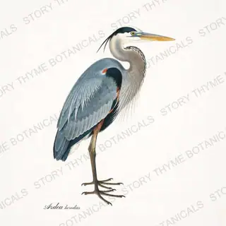 Great Blue Heron — vintage botanical The Marsh print on a white background