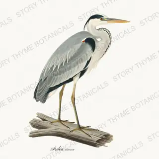 Grey Heron — vintage botanical The Marsh print on a white background