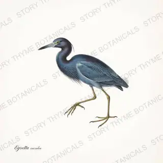 Little Blue Heron — vintage botanical The Marsh print on a white background