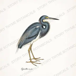 Tricolored Heron — vintage botanical The Marsh print on a white background