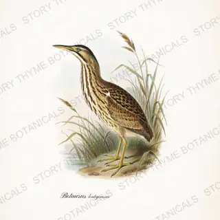 American Bittern — vintage botanical The Marsh print on a white background
