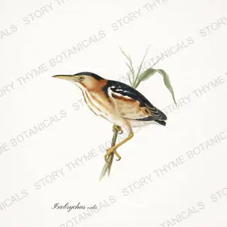 Least Bittern — vintage botanical The Marsh print on a white background