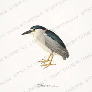 Night Heron — vintage botanical The Marsh print on a white background