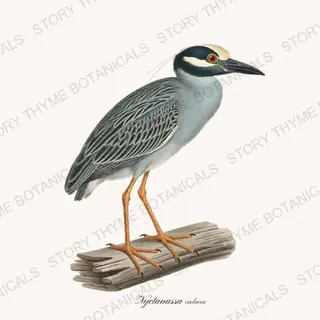 Yellowcrowned Heron — vintage botanical The Marsh print on a white background