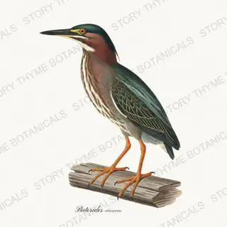 Green Heron — vintage botanical The Marsh print on a white background
