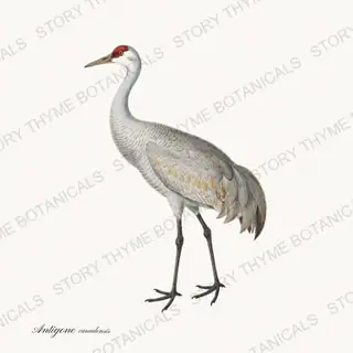 Sandhill Crane — vintage botanical The Marsh print on a white background
