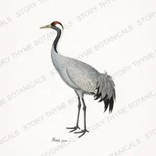 Common Crane — vintage botanical The Marsh print on a white background