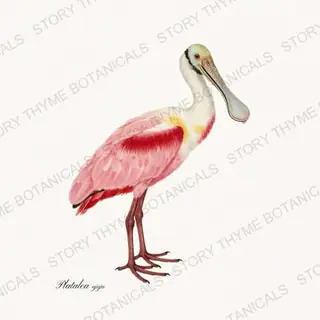 Roseate Spoonbill — vintage botanical The Marsh print on a white background