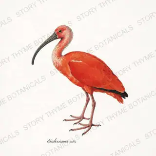 Scarlet Ibis — vintage botanical The Marsh print on a white background